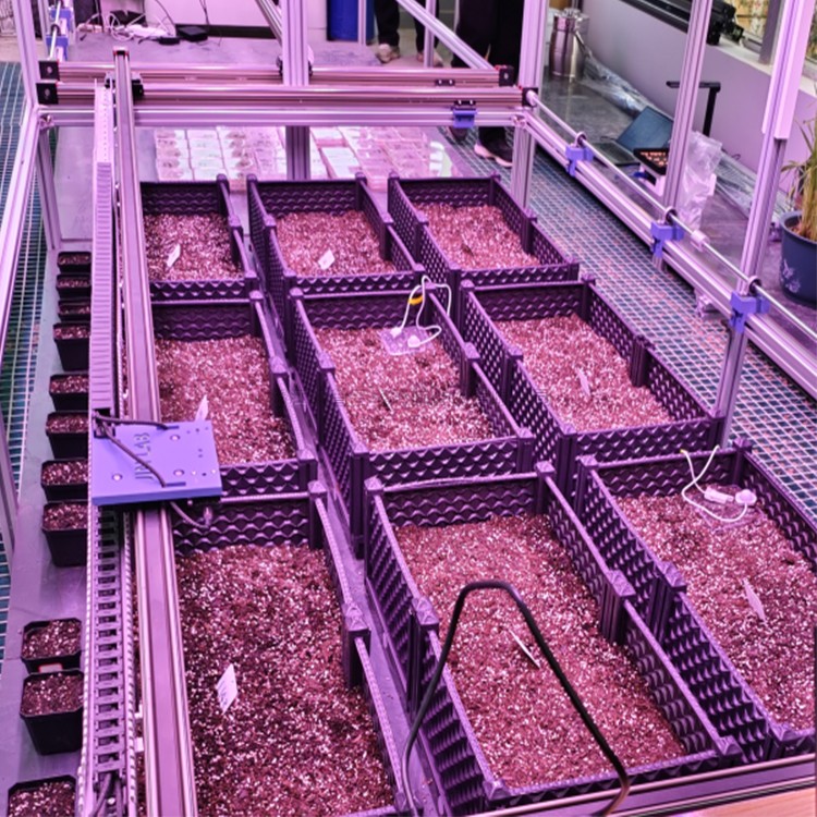 室内黄色网站芭乐视频APP萌发表型监测系统TPN-SeedPhy