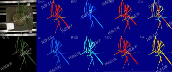 1723009909678710.jpg 逆境模拟及植物生长监测平台-高光谱成像与指数分析结果.jpg