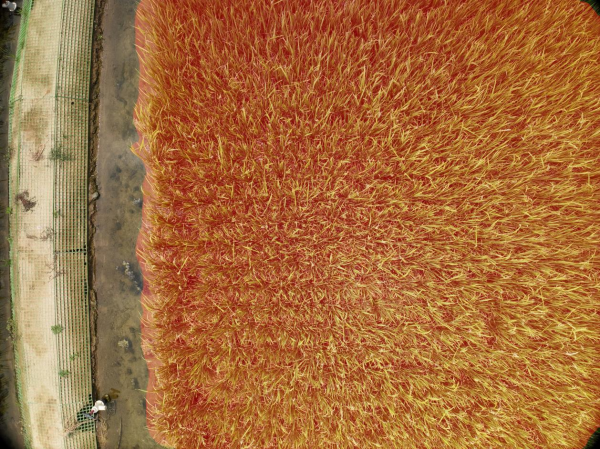 1750905650655197.png seo-2.png