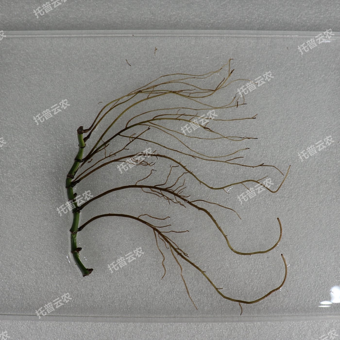 1757051798628934.jpg 根盘照片.jpg